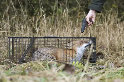 Ein Mann zielt mit einer Pistole auf einen gefangenen Fuchs in einem Käfig. Der Fuchs schaut ängstlich nach oben.