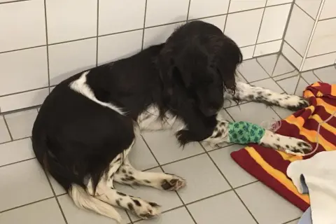 Ein Hund mit Infusion liegt auf einer Decke. Die Wahrscheinlichkeit für das Aujeszky-Virus ist gering, aber die Behandlung ist wichtig.