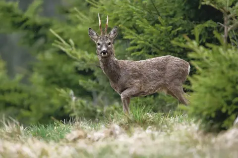 Ein Rehbock mit ungewöhnlichem Geweih steht im Wald.