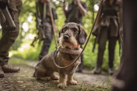 Ein Rauhaardackel mit Halsband und Leine, bereit für die Jagd. Jagdhund Zubehör ist hier im Einsatz.