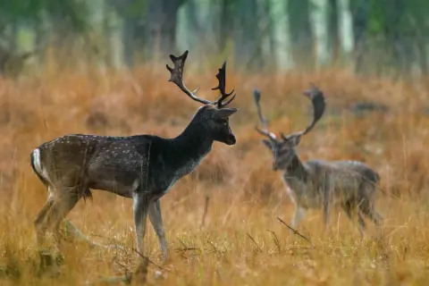 Zwei Damwild-Hirsche mit prächtigem Geweih stehen im hohen, goldenen Gras. Einer im Vordergrund, der andere unscharf im Hintergrund.