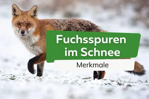 Ein Rotfuchs steht im Schnee. Seine Spuren sind im weißen Untergrund zu sehen.