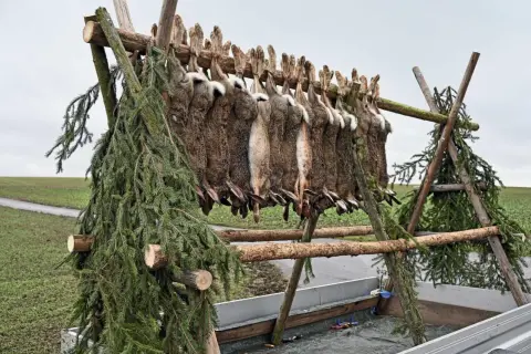 Hasen hängen an einem Holzgestell, ein Zeichen für eine erfolgreiche Treiber Jagd. Tannenzweige schmücken die Szene.