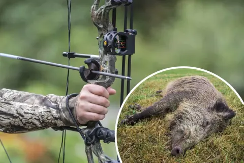 Bogenjagd Deutschland: Ein Jäger zielt mit einem Compoundbogen auf ein Wildschwein, das auf dem Gras liegt.