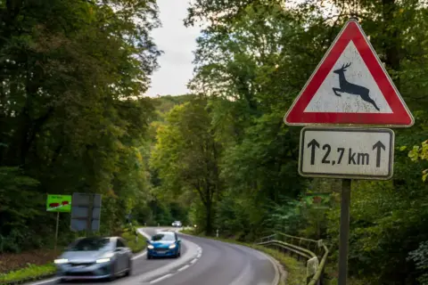 Achtung Wildwechsel! Ein Reh angefahren was tun? Dieses Schild warnt vor Wild auf der Straße. Vorsicht ist geboten, besonders in der Dämmerung.