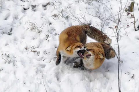 Zwei rotfüchse im winterlichen Schnee, die spielerisch miteinander raufen und ihre Zähne zeigen.