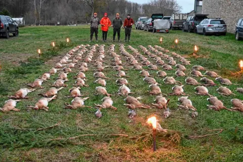 Eine Treibjagd: Hunderte Hasen liegen aufgereiht im Gras, vier Jäger stehen dahinter. Fackeln beleuchten die Szene.