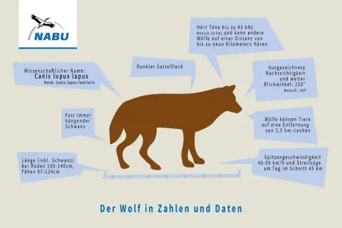 Ein Wolf kann 45-50 km/h schnell rennen. Die Grafik zeigt einen Wolf mit Daten zu seinen Sinnen und Körpermaßen.