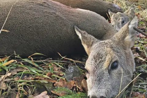 Zwei erlegte Rehe liegen im Gras. Die Dublette Jagd war erfolgreich.