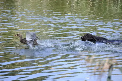 Ein Hund schwimmt im Wasser, während eine Ente davonfliegt. Die Szene erinnert an eine "enten jagd".
