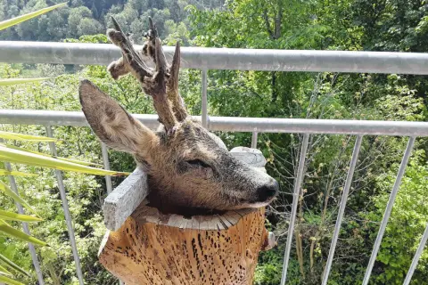 Ein präparierter Bock im Bast ruht auf einem Baumstumpf. Hinter ihm erstreckt sich eine grüne Waldlandschaft.