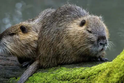 Zwei Nutrias ruhen auf einem moosbewachsenen Baumstamm am Wasser. Sie scheinen aufmerksam, vielleicht auf der Suche nach Nahrung, was an nutria jagen erinnert.