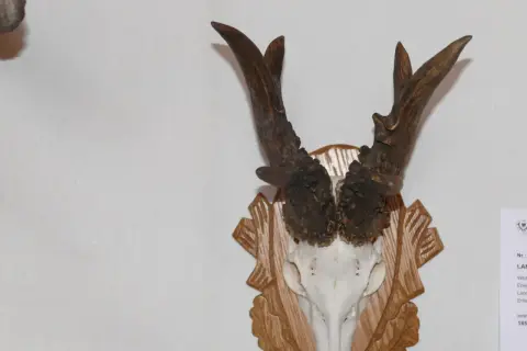 Ein prächtiges Rehbockgeweih, vielleicht ein zukünftiger weltrekord rehbock, auf einem geschnitzten Holzschild an einer weißen Wand.