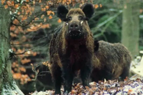 Zwei Wildschweine im Wald. Das vordere Tier blickt direkt in die Kamera. Man kann die Borsten und die Hauer gut erkennen.