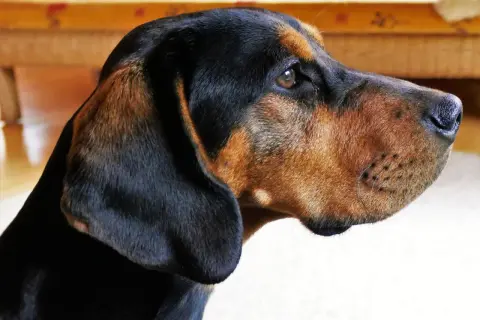 Ein braun-schwarzer Bracken Hund mit aufmerksamen Augen und hängenden Ohren blickt nach rechts.