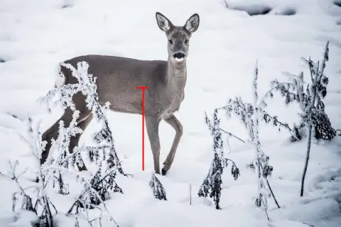 Ein Reh im Schnee, markiert für einen Blattschuss.