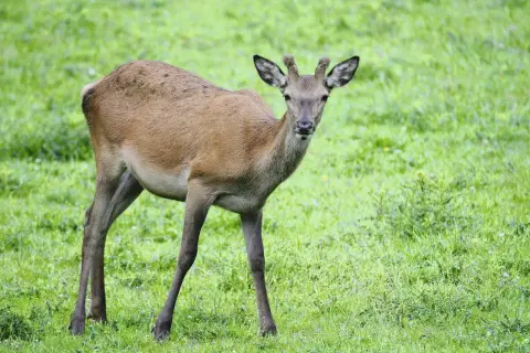 Ein junges Rotwild steht auf einer grünen Wiese und blickt neugierig in die Kamera.