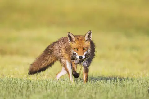 Ein Fuchs mit Beute im Maul, der durch hohes Gras läuft. Man sieht, wann der Fuchs jagt, wenn er erfolgreich ist.
