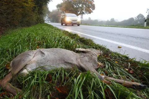 Ein angefahrenes Reh liegt im Gras neben einer nassen Straße. Autos fahren vorbei, eines davon mit eingeschalteten Scheinwerfern.
