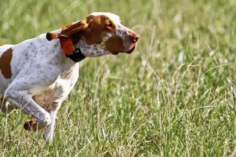 Ein weiß-brauner Bracco Hund mit orangefarbenem Halsband läuft durch hohes Gras.