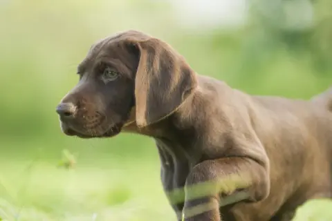 Brauner Welpe einer der Schweisshunde Rassen, mit grünen Augen, steht im Gras.