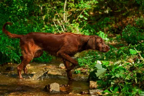 Brauner deutscher Wachtelhund durchquert Bachlauf im Wald, bereit für die Jagd.