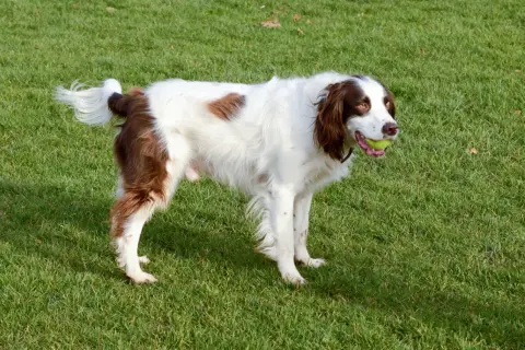 Ein English Springer Spaniel mit braunen Flecken und einem Ball im Maul steht auf einer grünen Wiese. Tolle Erfahrungen mit dieser Rasse sind garantiert!