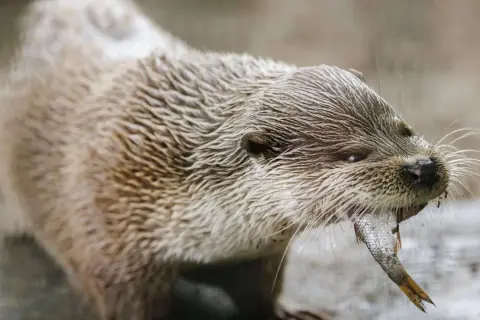 Fischotter in Bayern, der sein Jagdrecht mit einem Fisch in den Zähnen ausübt.