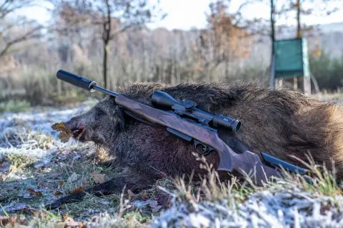 Ein erlegtes Wildschwein liegt im Gras, daneben eine Büchse mit Zielfernrohr. Die 6.5 Creedmoor eignet sich gut für solches Wild.