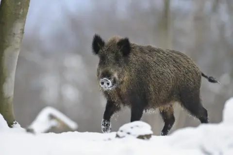 Ein riesen wildschwein stapft durch den Schnee, die Schnauze mit Reif bedeckt.