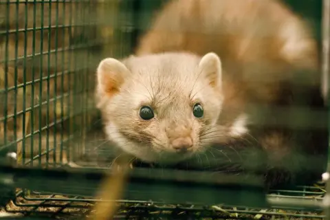 Ein Marder in einer Falle, die Gerüche neutralisieren soll. Sein Blick ist neugierig, aber auch etwas ängstlich.