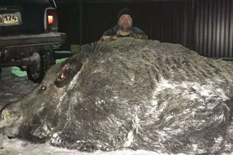 Ein Mann steht hinter einem riesigen Wildschwein. Das beeindruckende Wildschwein Gewicht lässt erahnen, dass dies eine außergewöhnliche Jagd war.