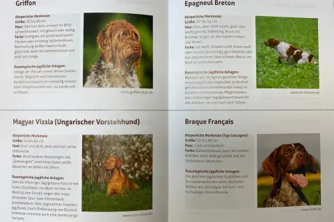 Ein brauner Jagdhund mit weißer Brust und Pfoten, der im Gras steht. Ein weiterer Jagdhund, ein Vizsla, sitzt im Gras.