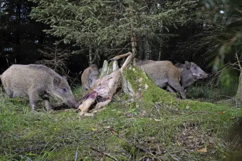 Wildschweine fressen ein Reh im Wald. Mehrere Tiere sind um den Kadaver versammelt, der auf einem moosbewachsenen Baumstumpf liegt.