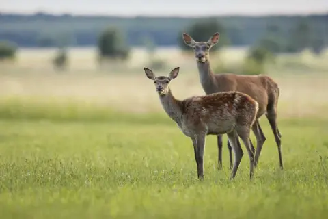 Zwei schmucke Rotwild-Tiere stehen auf einer grünen Wiese.