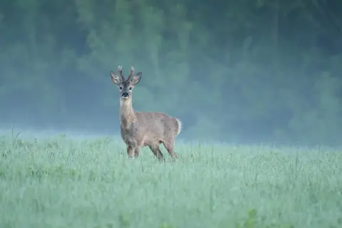 Ein Rehbock steht im Morgentau auf einer Wiese. Die Blattzeit hat begonnen, und das Rehwild ist aktiv.