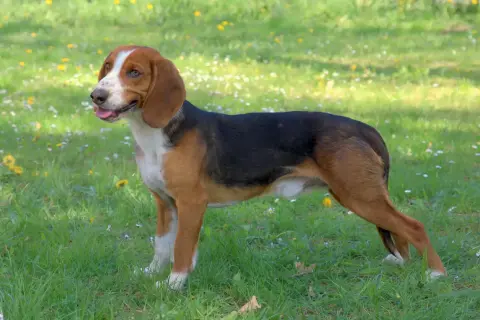 Ein dreifarbiger Bracke Hund mit aufmerksamem Blick steht auf einer grünen Wiese. Sein Charakter strahlt Neugier und Freundlichkeit aus.