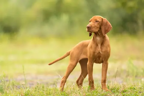 Ein junger, kurzhaariger Magyar Vizsla steht auf einer grünen Wiese und blickt aufmerksam zur Seite.