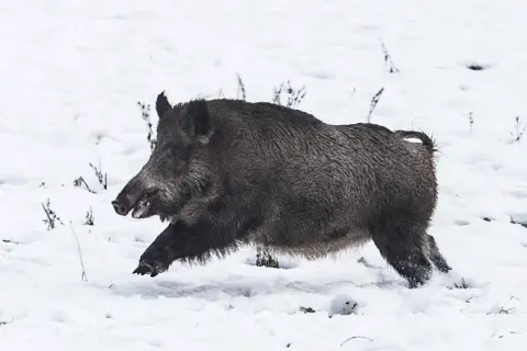 Ein Wildschwein rennt durch den Schnee. Es ist ein beeindruckender Anblick, dieser haltepunkt wildschwein in der winterlichen Landschaft.