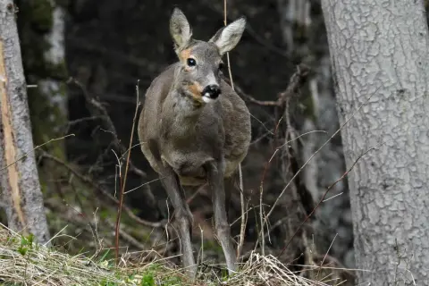 Ein Reh steht im Wald, bereit für den jagdjahr beginn. Die Natur erwacht, und das scheue Tier ist auf der Hut.