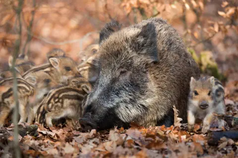 Eine Wildschwein-Mutter schützt ihre gestreiften Frischlinge im Laub.