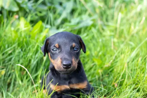 Ein süßer deutscher Jagdterrier glatthaar Welpe sitzt im grünen Gras und schaut neugierig in die Kamera.