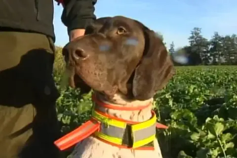 Jagdhund in Bayern, geschützt vor Aujeszky'scher Krankheit.