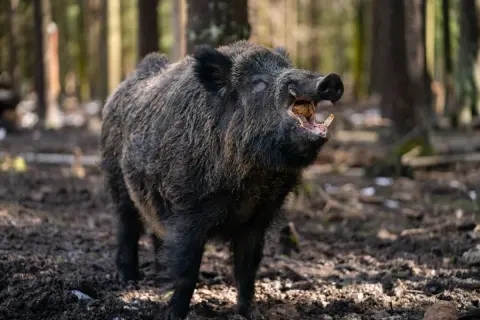 Ein Keiler, ein wildes Schwein, steht im Wald und zeigt seine beeindruckenden Hauer.