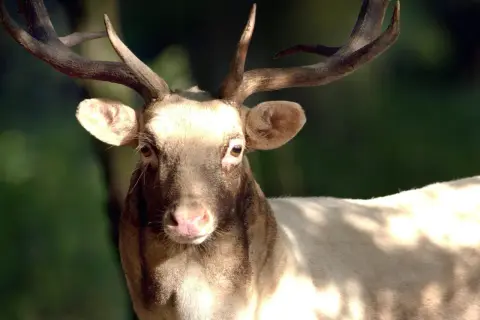 Ein Damhirsch mit prächtigem Geweih blickt in die Kamera. Die Jagdzeit in Niedersachsen beginnt.