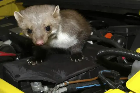 Ein Marder sitzt im Motorraum eines Autos. Was lockt Marder an? Wärme und Verstecke.