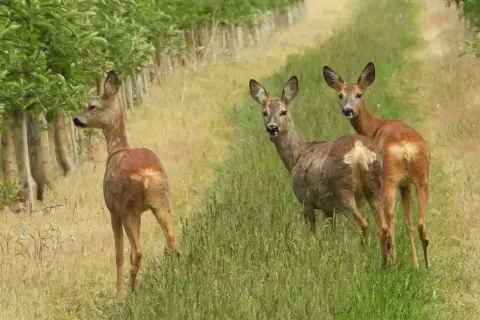 Drei Rehe stehen auf einer Wiese neben einem Obstgarten. Eines schaut zurück, die anderen beiden blicken neugierig in die Kamera. Ein junger Bock, auch Knopfbock genannt, ist hier zu sehen.