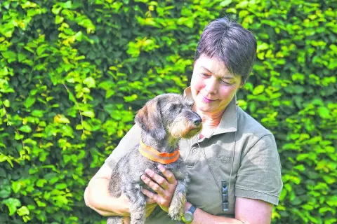 Eine Frau hält liebevoll einen Dackel, der als Jagdhund bekannt ist.