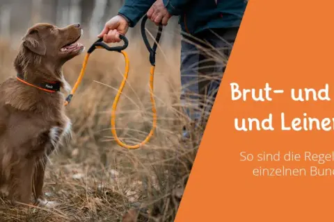 Brauner Hund mit Leine wartet auf seinen Besitzer. Informationen zu Brut- und Setzzeit sowie Leinenpflicht in den Bundesländern.