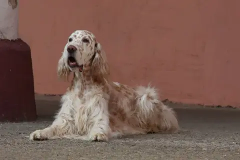 Ein English Setter liegt auf dem Boden, sein Fell ist weiß mit braunen Flecken. Er sieht besorgt aus, vielleicht wegen möglicher English Setter Krankheiten.